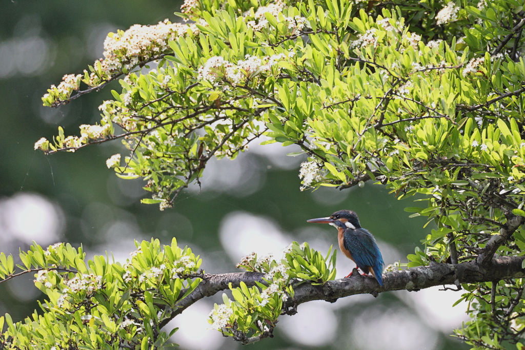 ピラカンサの花と
