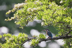 ピラカンサの花と