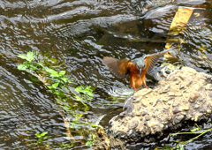 ヨッコラショ！