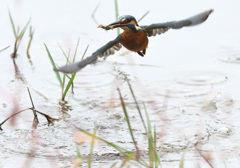 エビ獲ったぞ！