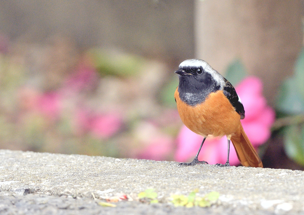 山茶花ジョビ雄