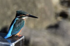 さあ少し早い夕ご飯だ！