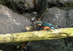 やっと獲ったぞ