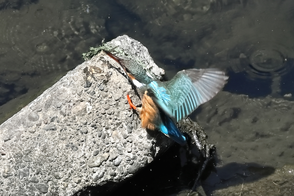 ヨッコラショ！