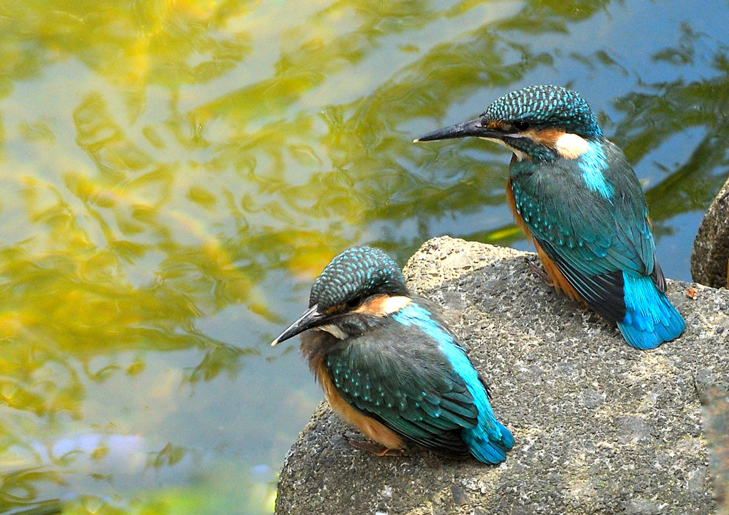 巣立ちした兄弟