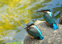 巣立ちした兄弟