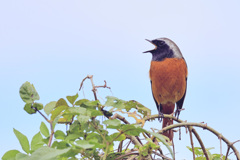 ジュビ雄２