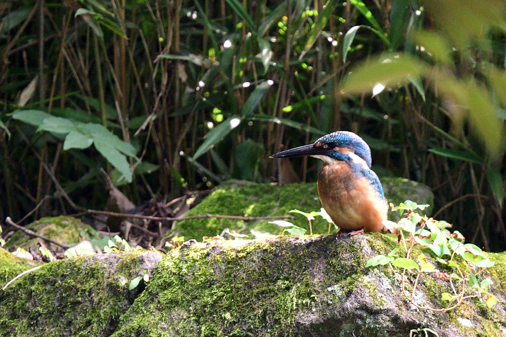 久しぶりのカワセミ