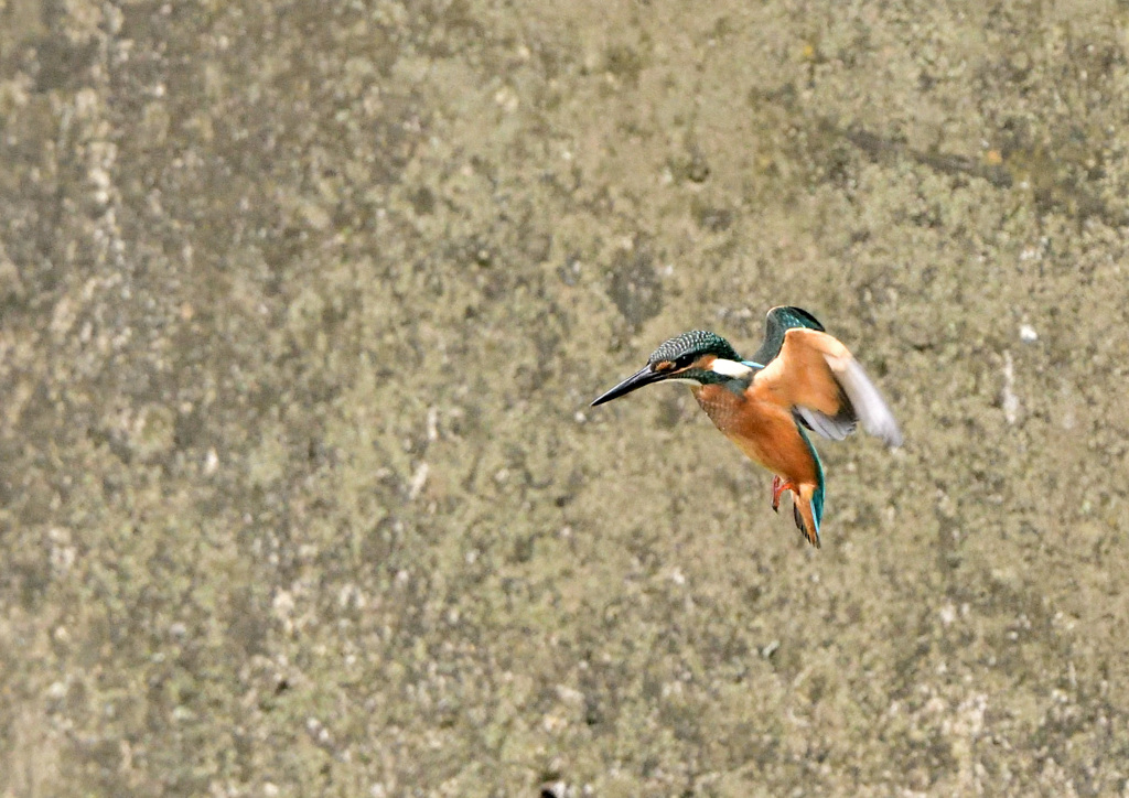 幼鳥のフォバリング