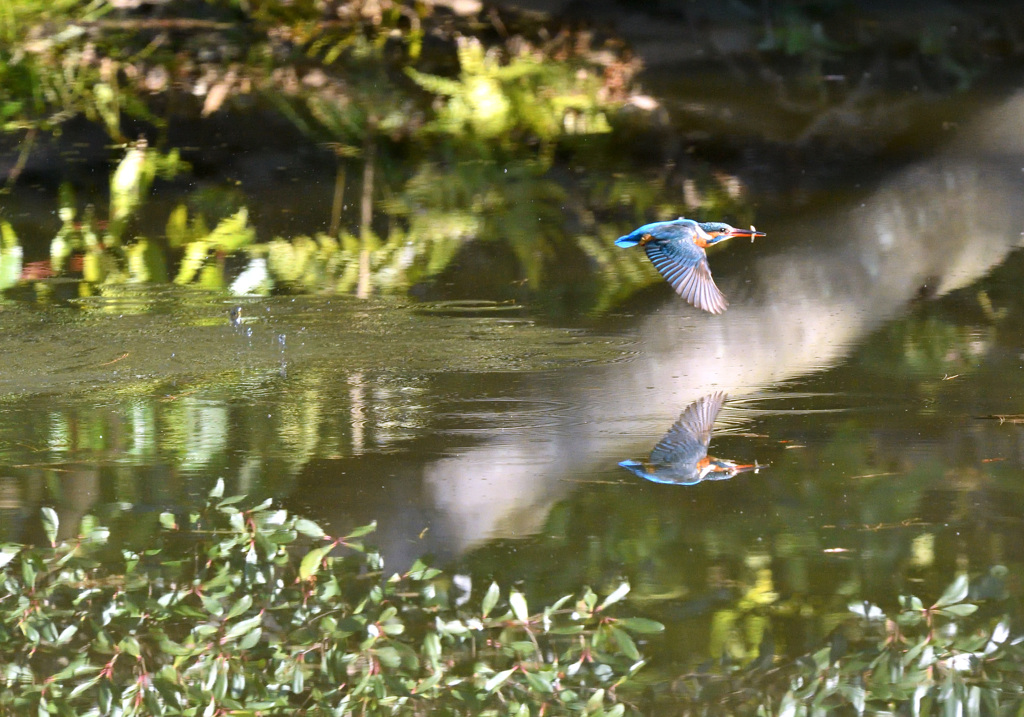カワセミの初撮り2