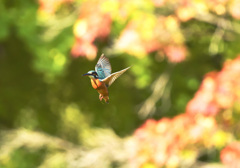 紅葉の中でフォバリング