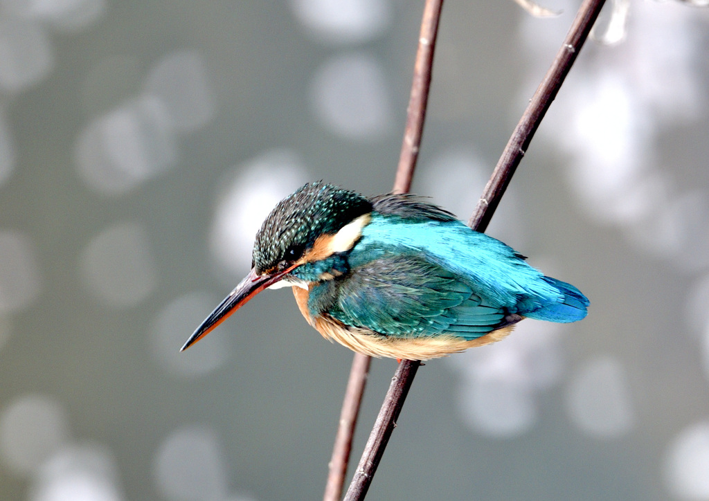 桜筏の水面を狙う