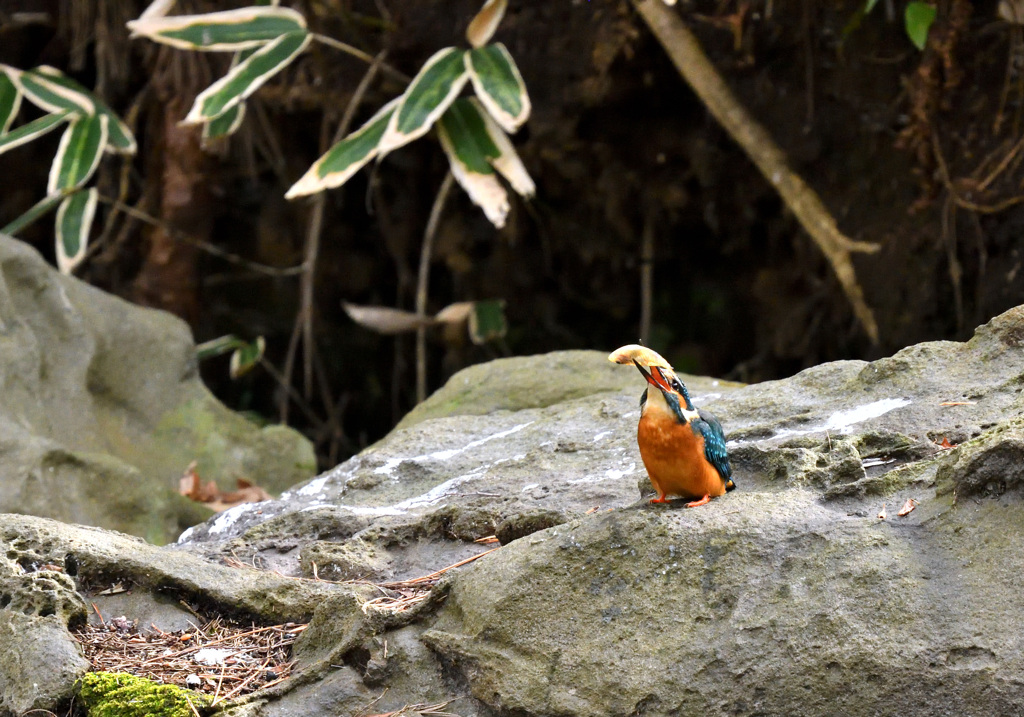 いただきまーす