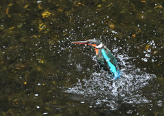巣かだ出たら水浴び 巣かだ出たら水浴び