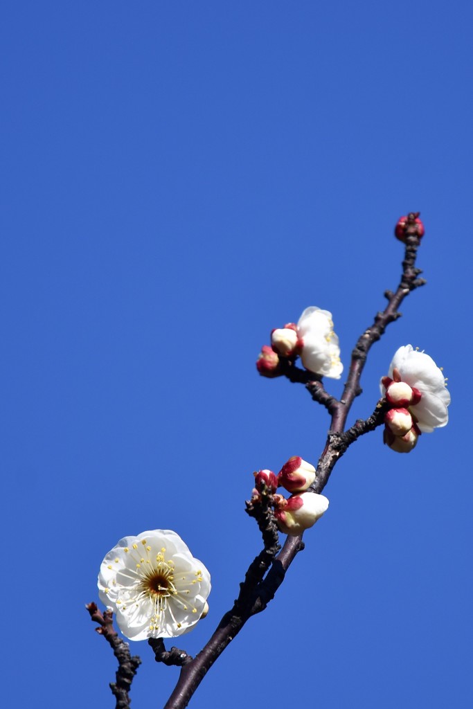 開花が進んだ梅