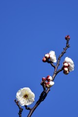 開花が進んだ梅