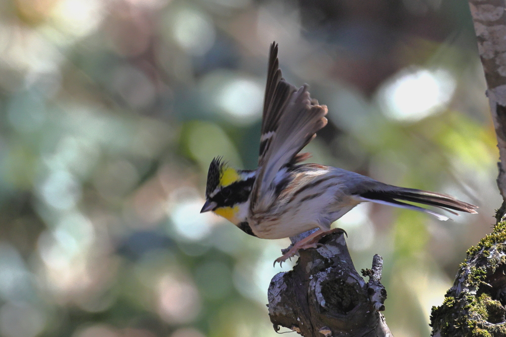 ミヤマホウジロ　オス飛び立ち