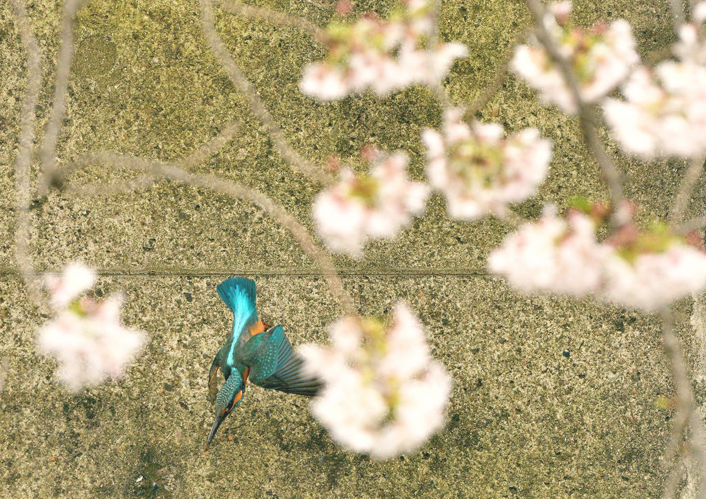 桜から飛び出し