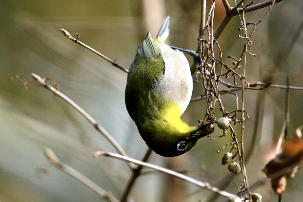 メジロが降ってきた