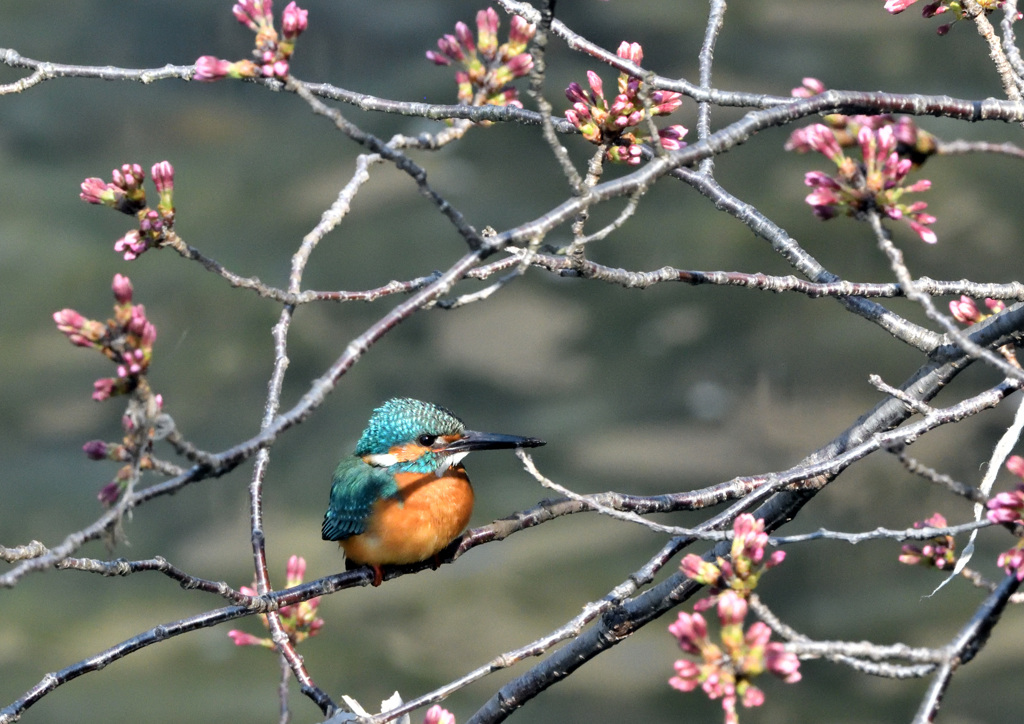 さくらカワセミ2