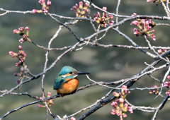 さくらカワセミ2