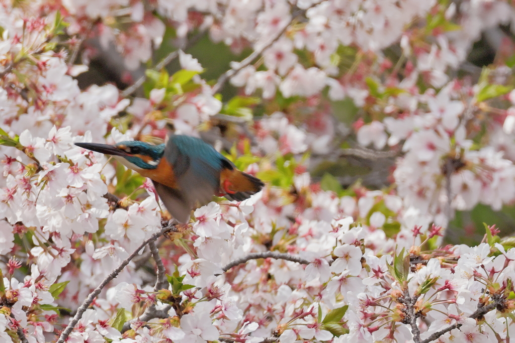 桜から飛び出し１