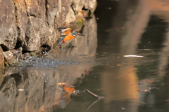 狩り１