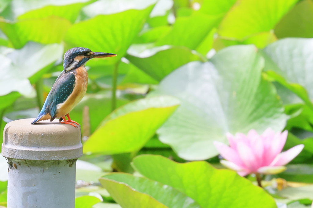 睡蓮カワセミ