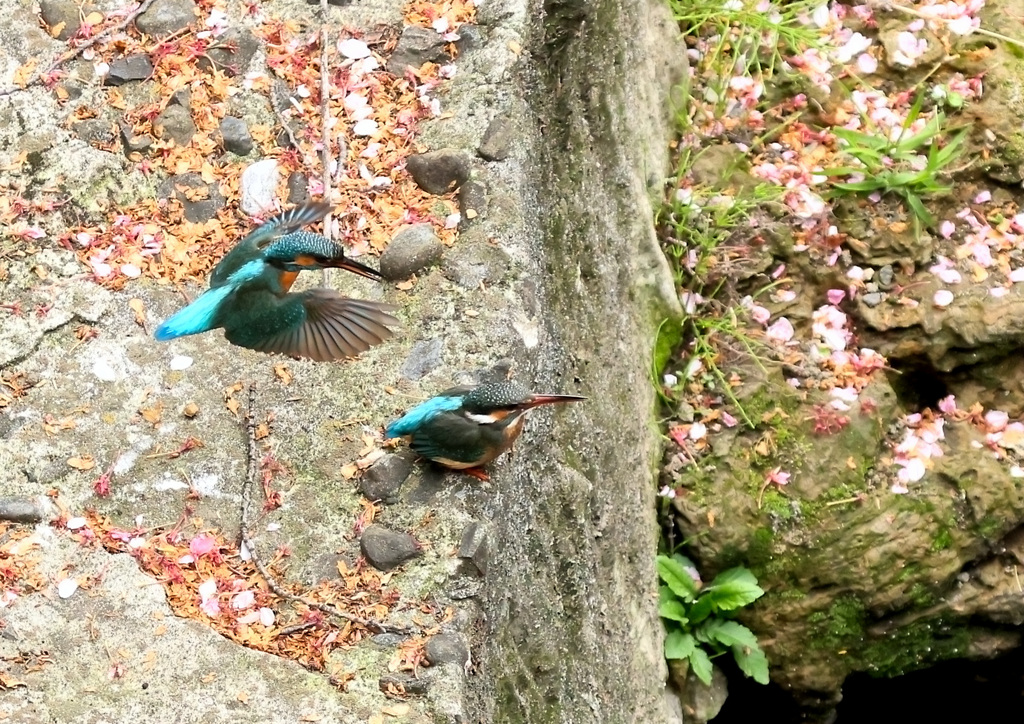 今日のカワセミ（３）