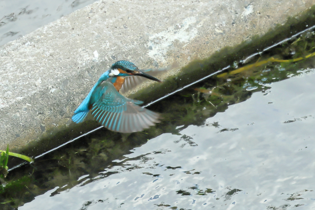 フォバリング４