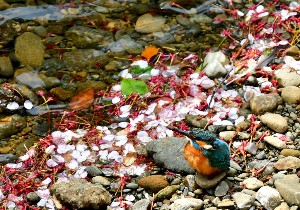 桜も終わりだな