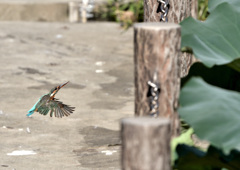 飛び出し３