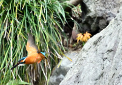 食欲の秋、イクゾー