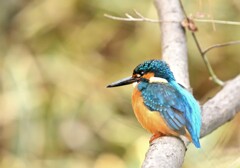 色褪せた紅葉をバックに