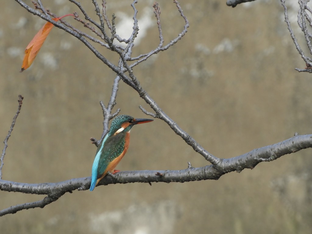 ３時間待ちのカワセミ君