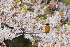 桜カワセミ