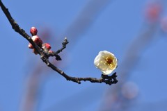 梅の開花宣言