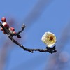 梅の開花宣言