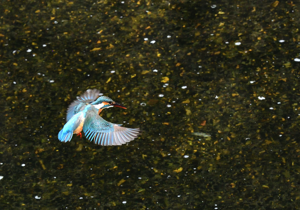 フォバリングで狙って