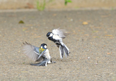 シジュウカラのバトル