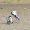 シジュウカラのバトル