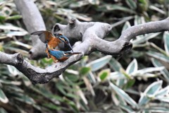 愛しているよ！