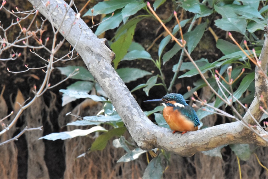 やっと来たカワセミ君