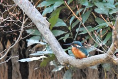 やっと来たカワセミ君