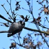 食べろ食べろのエナガ君