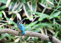 彼女を待つカワセミ君