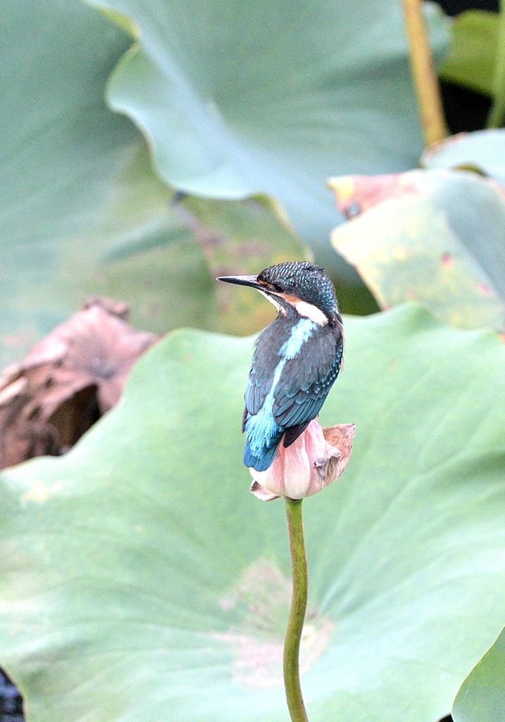 ハスカワセミ（１）