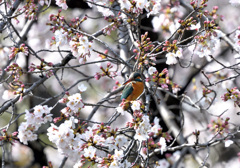 3/24桜カワセミ