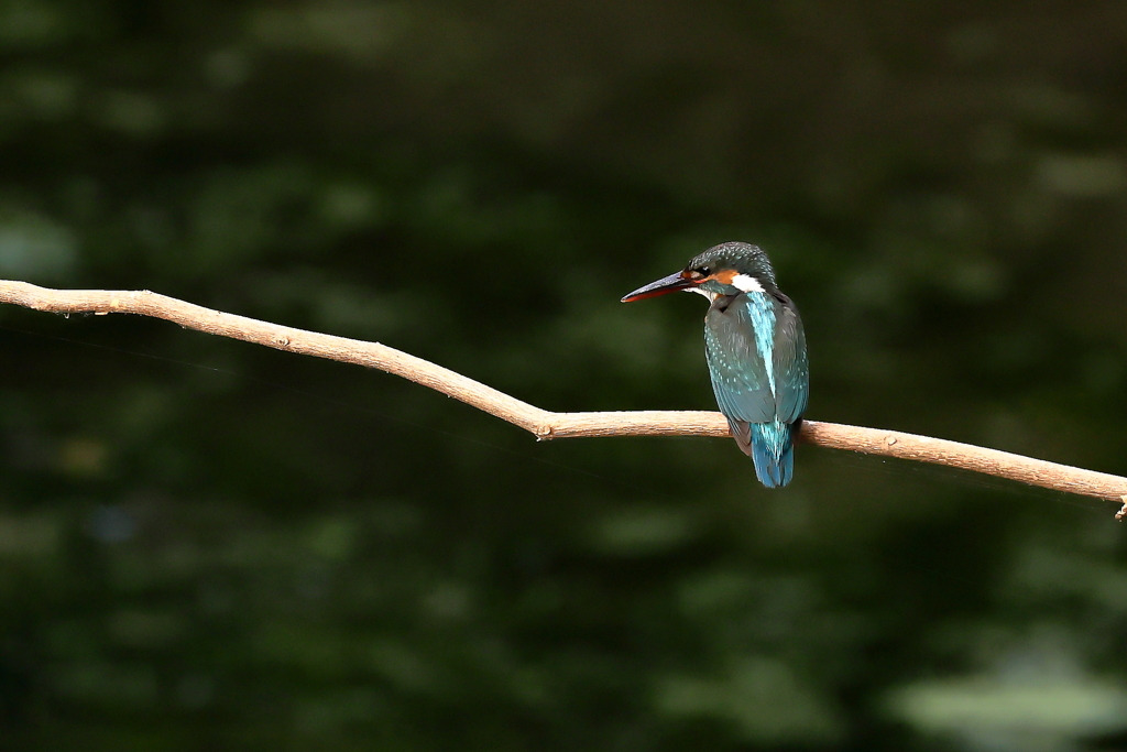 暗くなってきたな