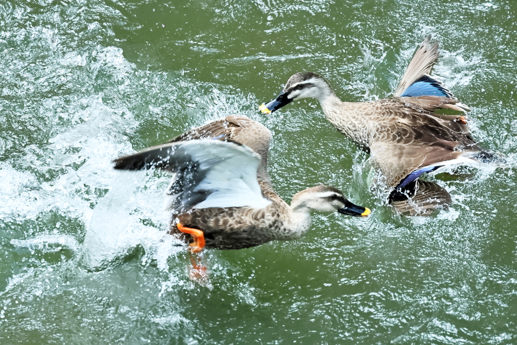 カルガモのバトル（２）